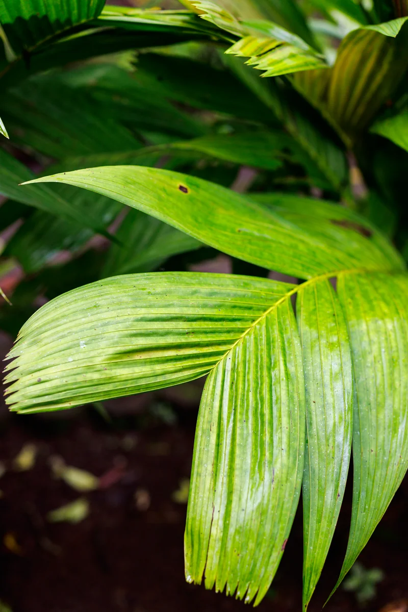 La Fortuna guide: Místico Arenal Park