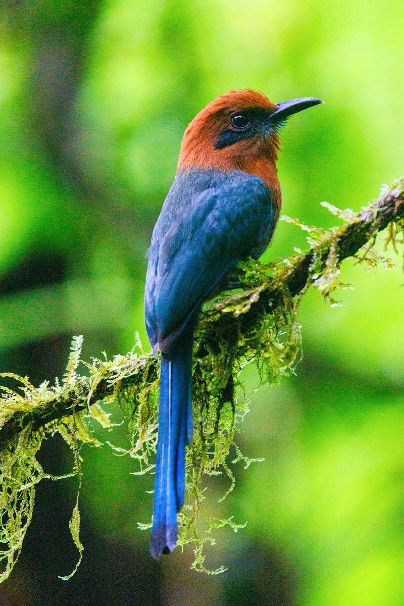Broad-billed Motmot at Místico Arenal Park