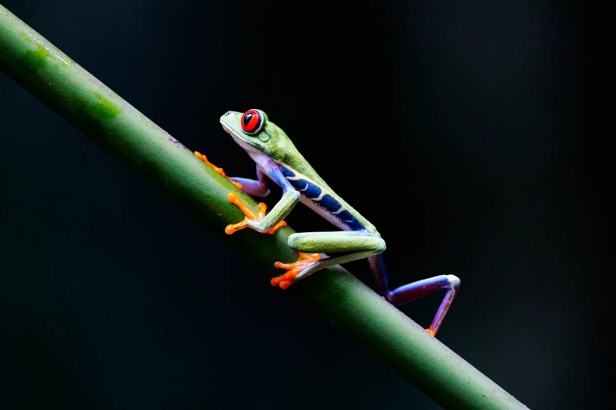 Red-eyed tree frog at La Fortuna night rainforest tour