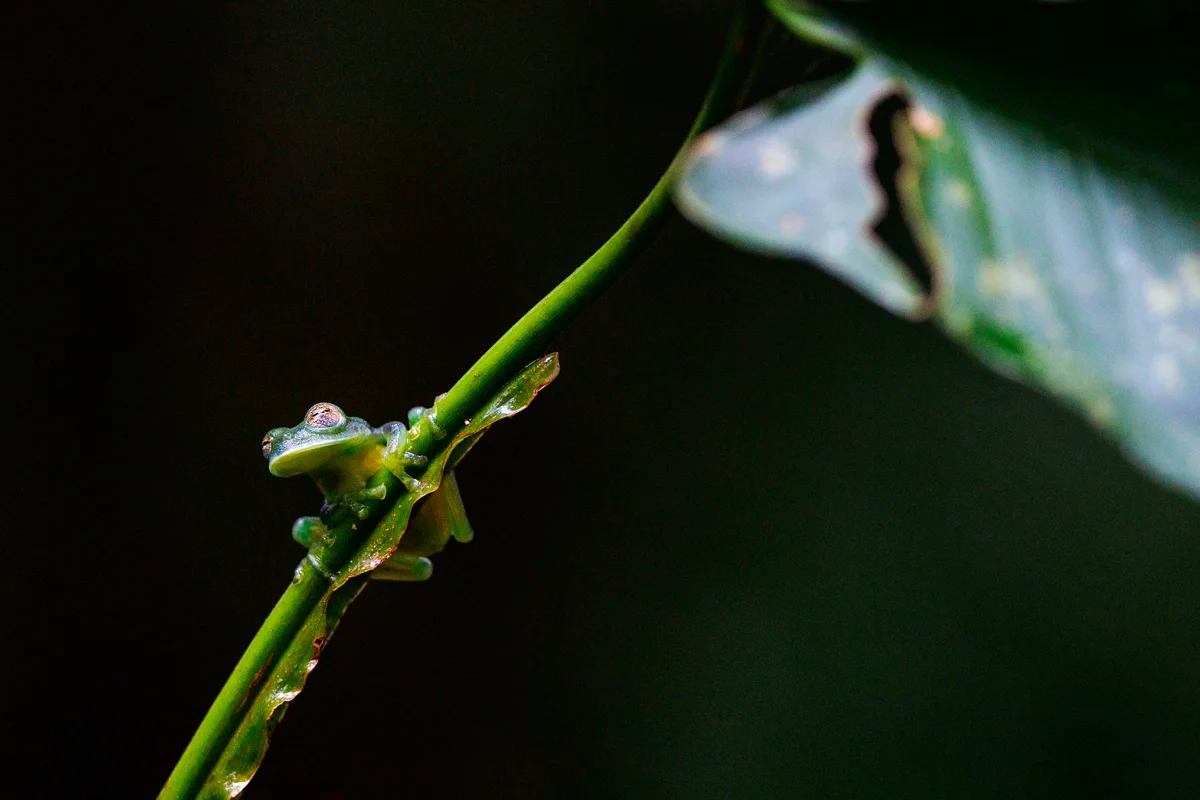 Emerald glass frog at La Fortuna night rainforest tour