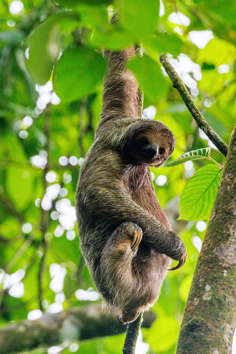 Three-toed sloth