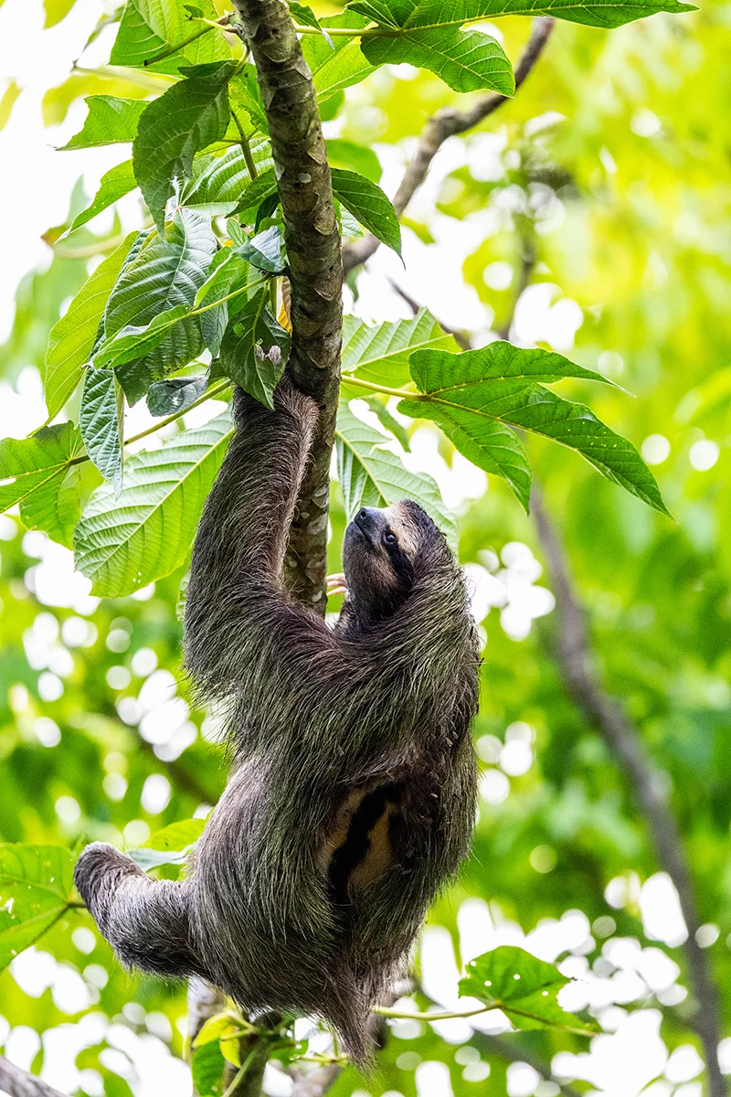 Three-toed sloth hanging from a tree branch
