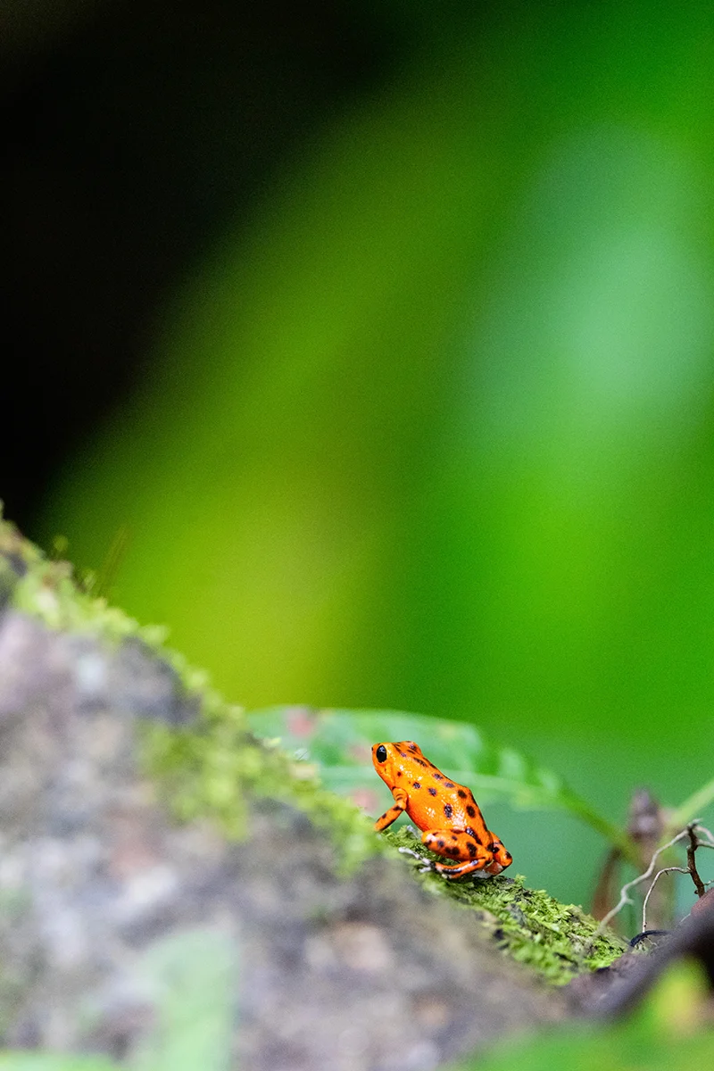 Poison red frog on mossy surface