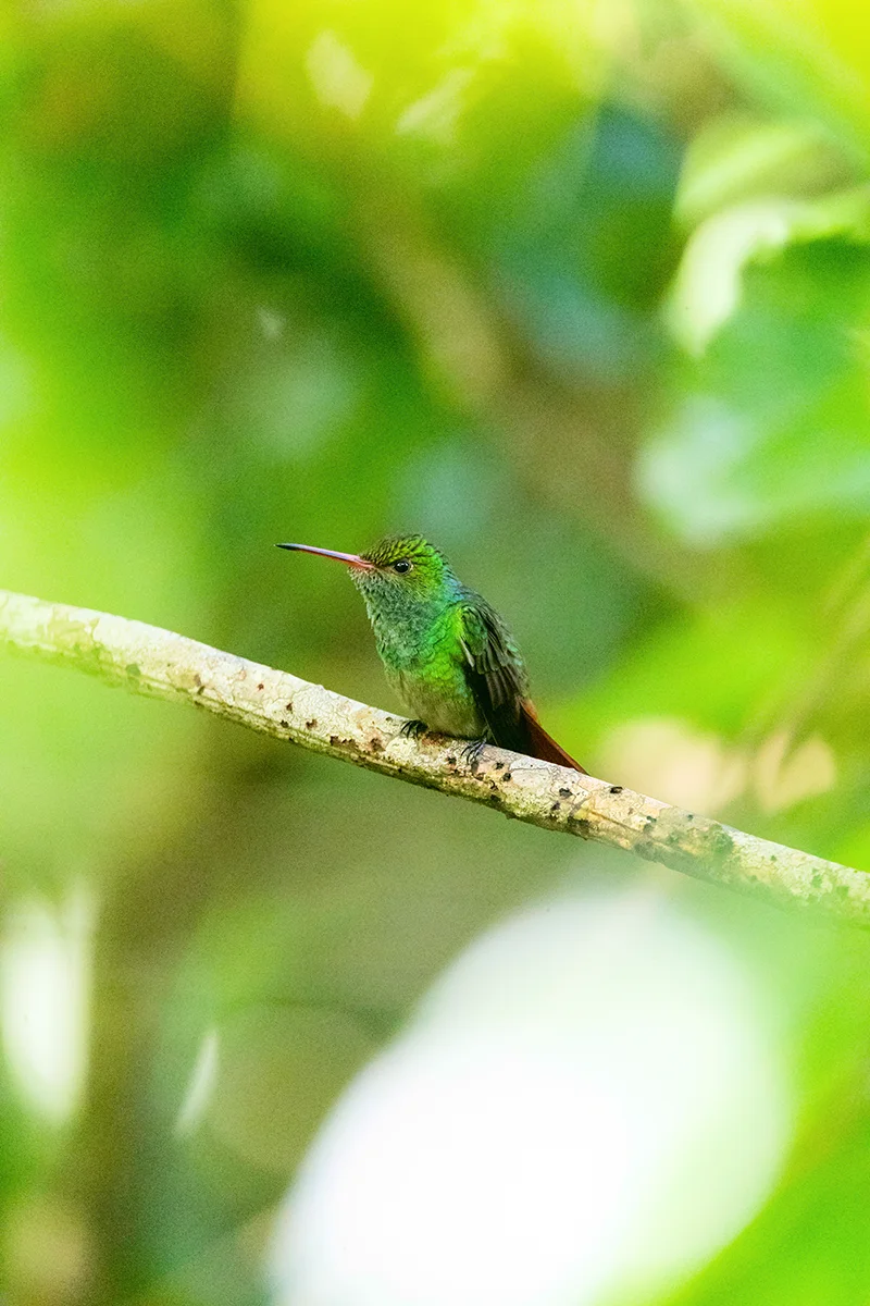 Colorful hummingbird perched on a branch