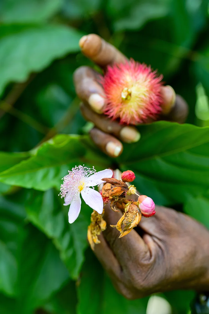 Hands holding colorful tropical flowers and fruits