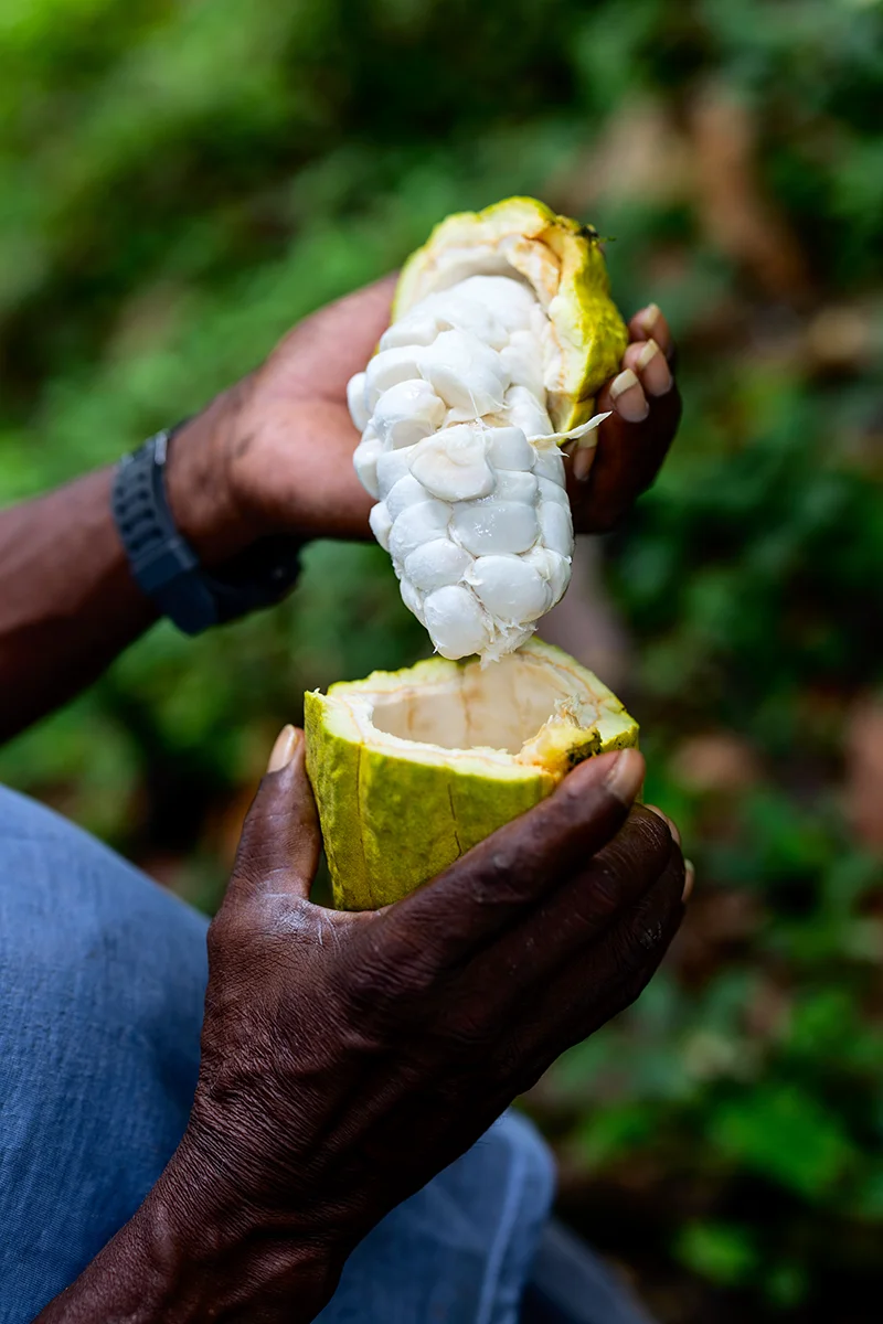 Person holding opened cacao pod