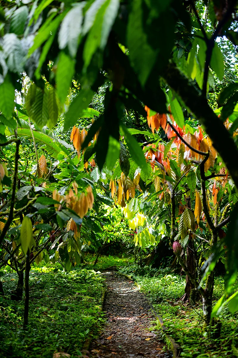 Lush green path through tropical trees