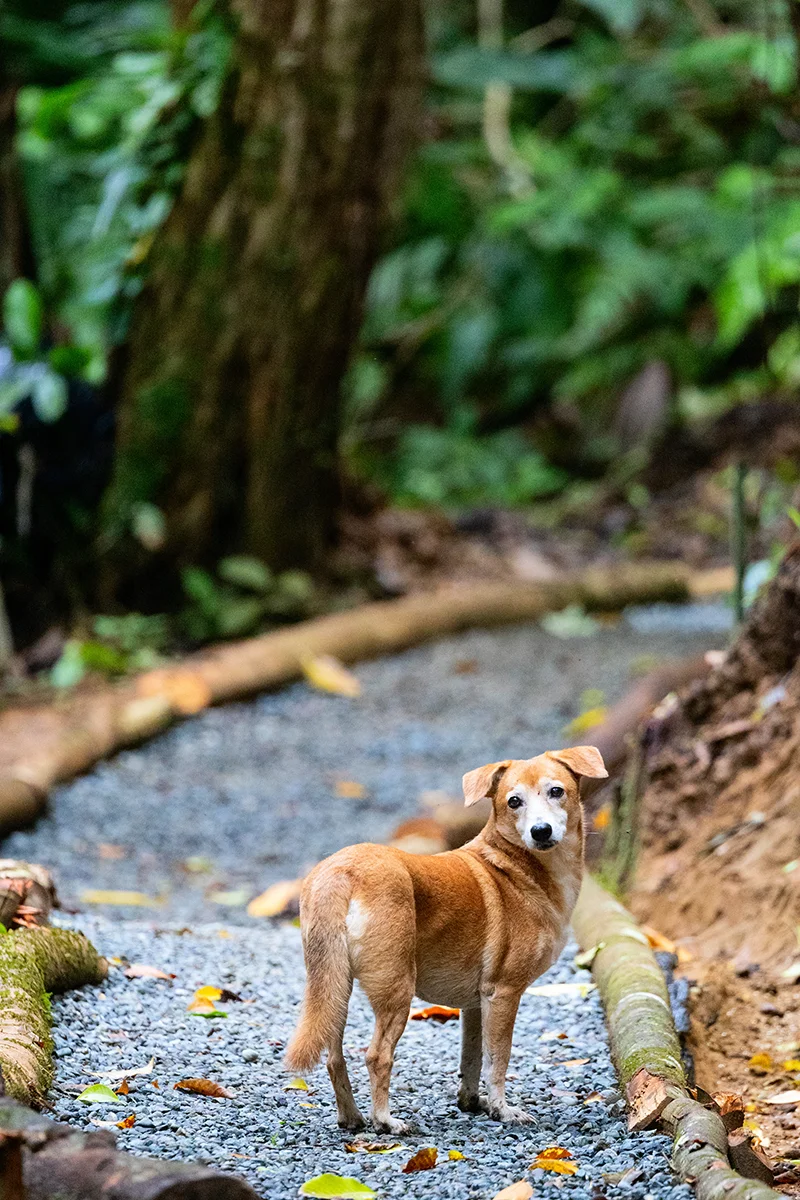 Dog on a jungle pathway