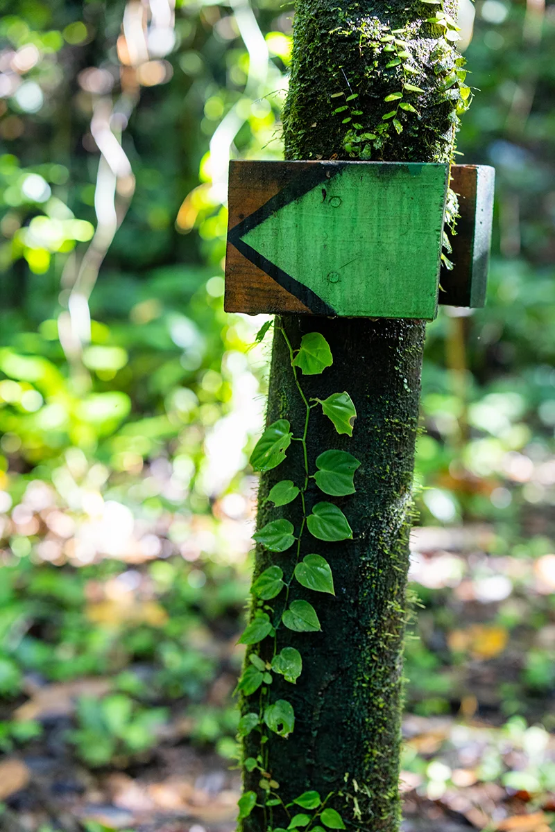 Green arrow sign on tree