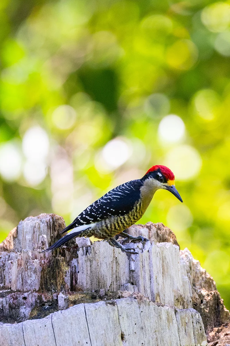 Black-cheeked woodpecker