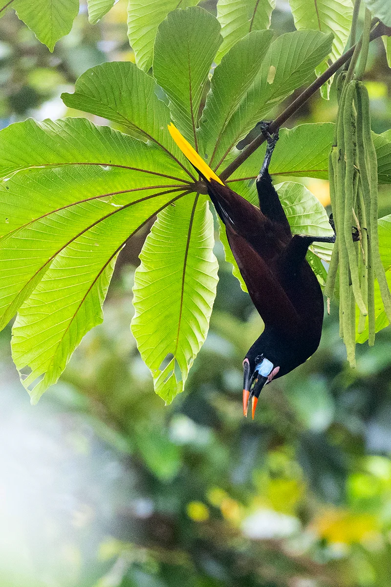 Montezuma oropendola