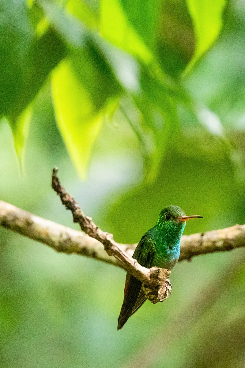 Rufous-tailed hummingbird