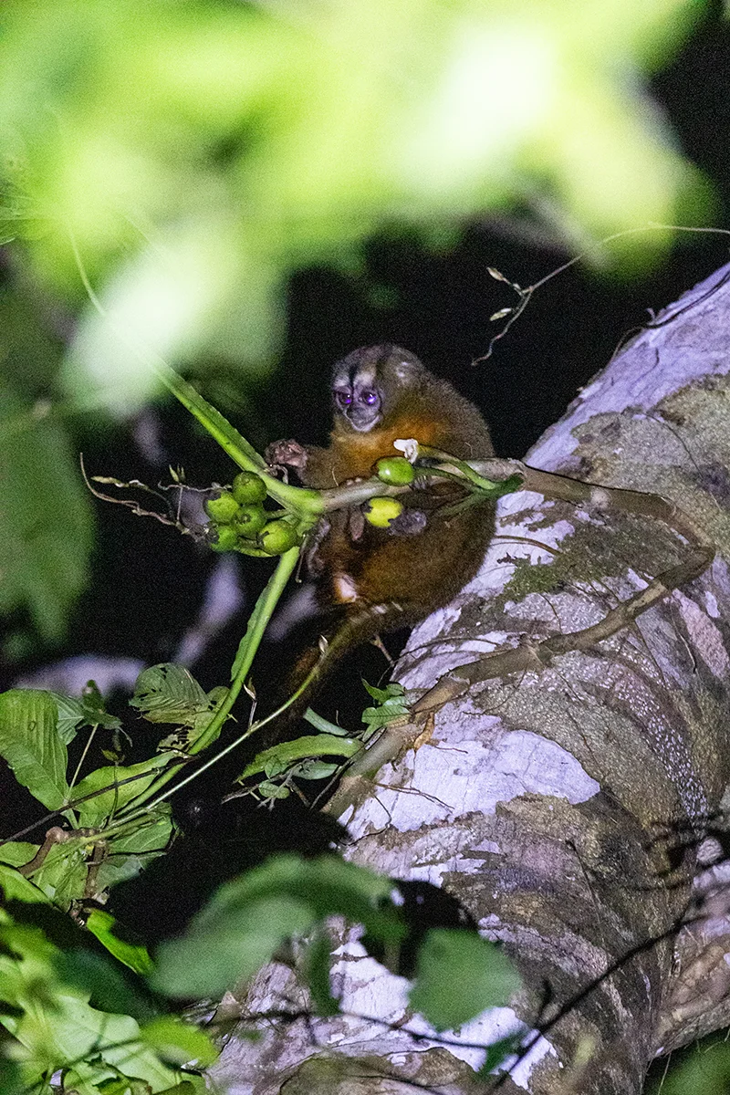 Night monkey sitting on a tree branch