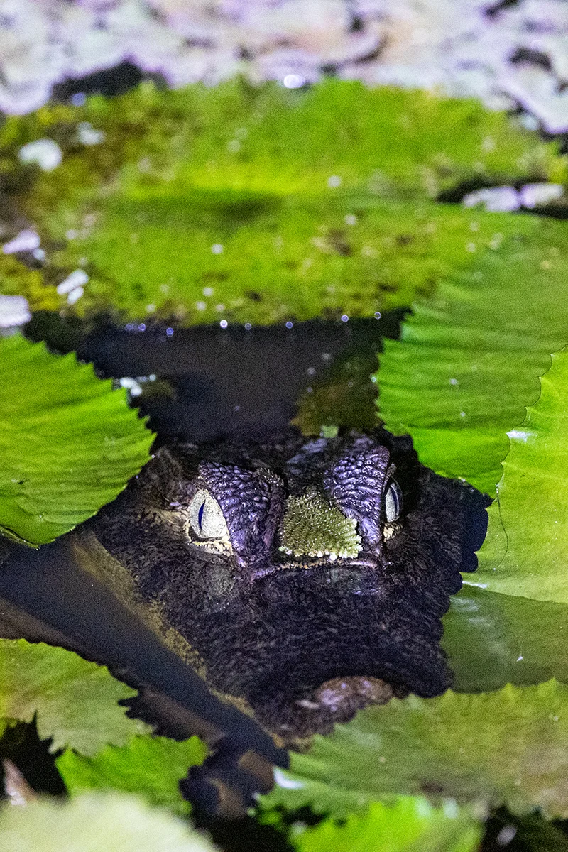 Caiman partially submerged in water