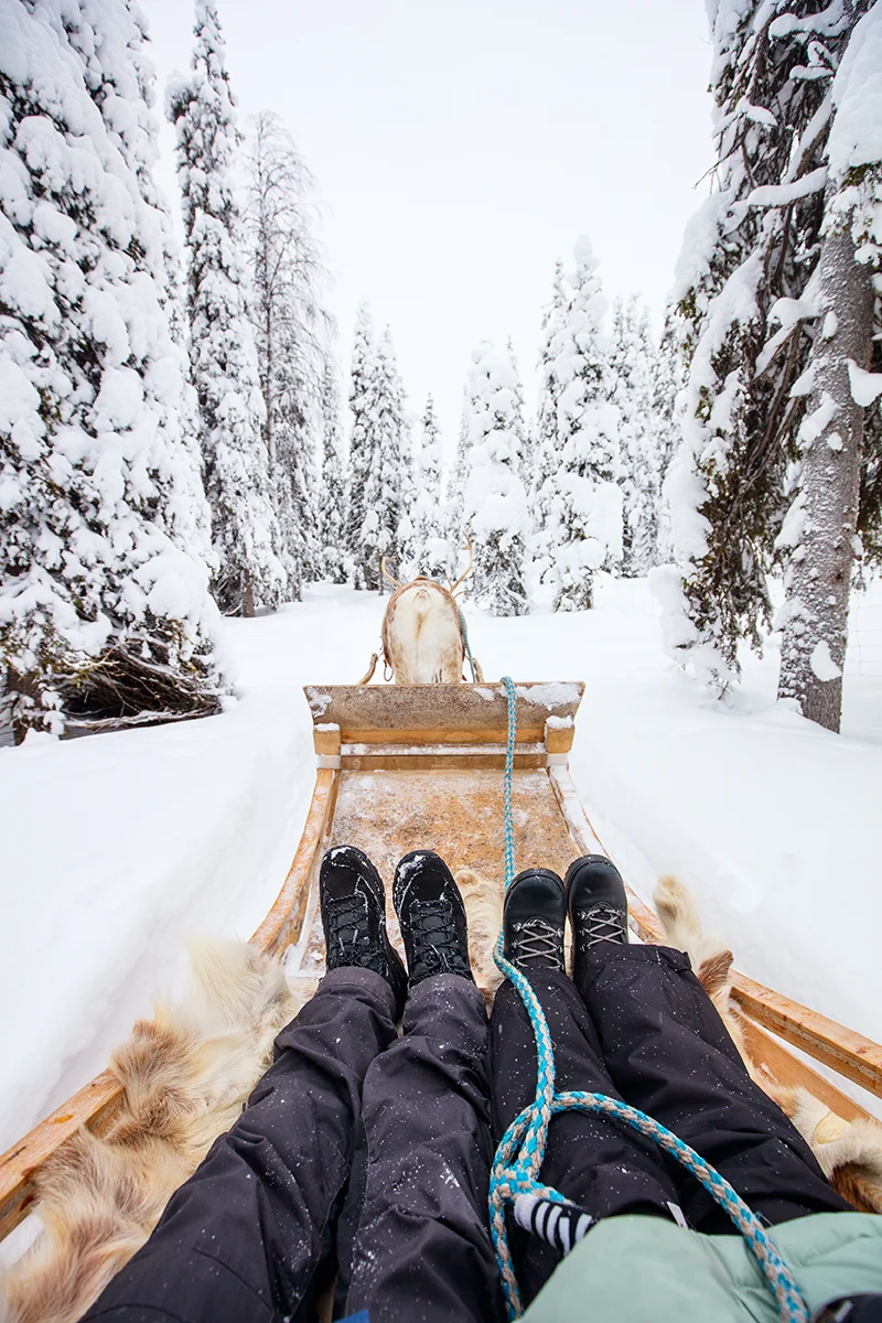 Reindeer sledding through a snowy forest