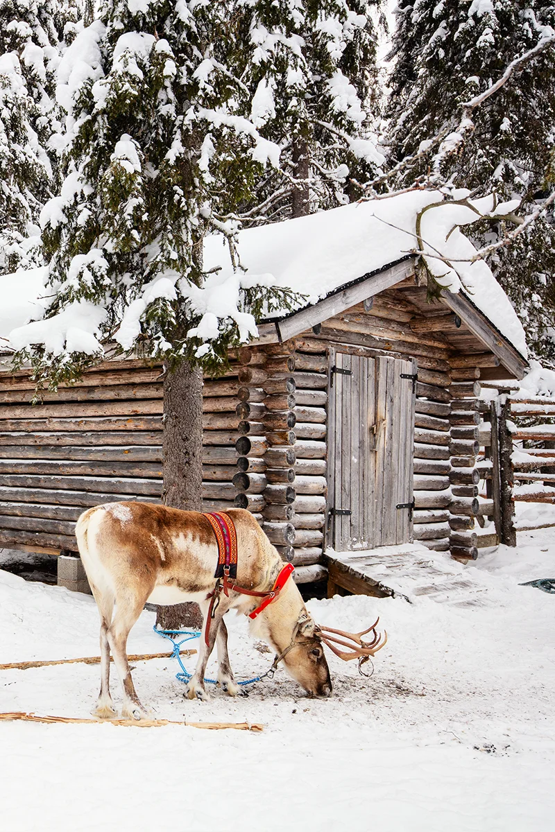 Reindeer at Lammintupa winter village in Ruka-Kuusamo
