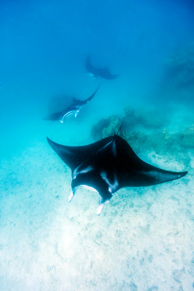Snorkeling with mantas