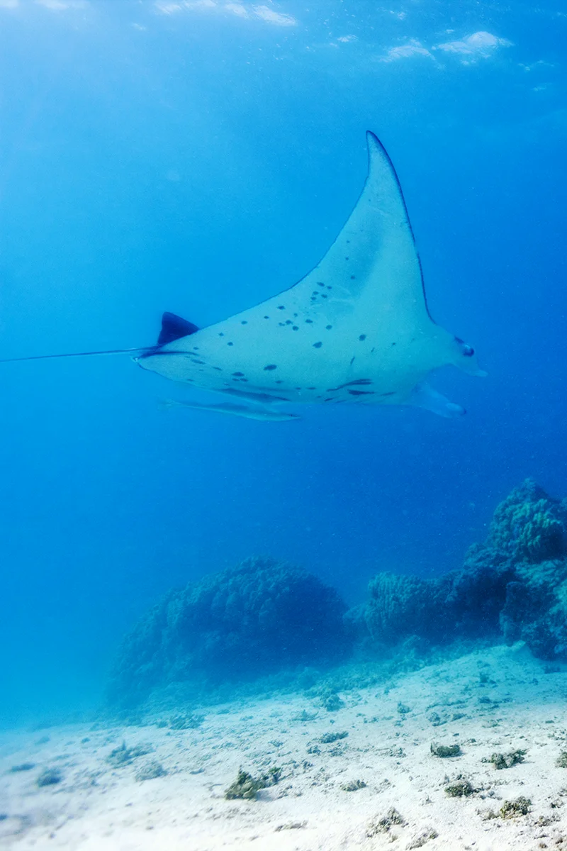 Snorkeling with mantas