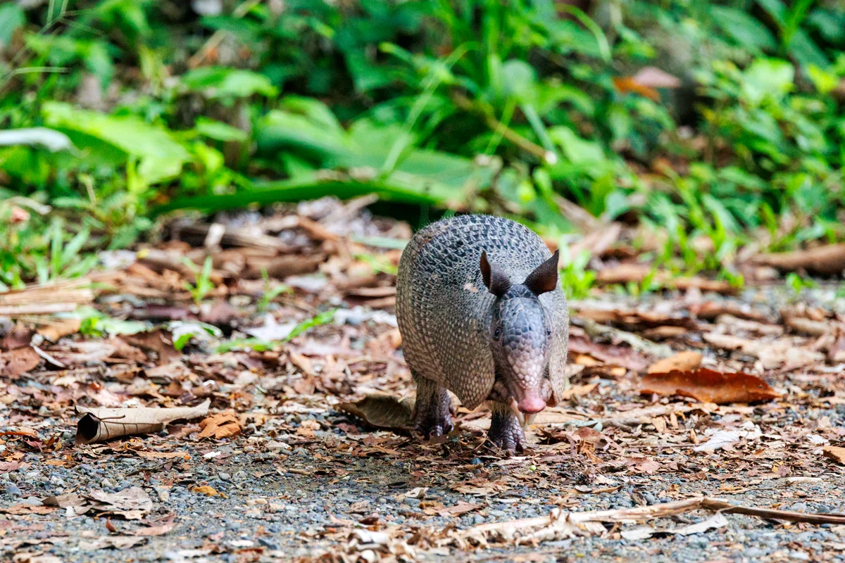 Armadillo in Manuel Antonio National Park in Costa Rica