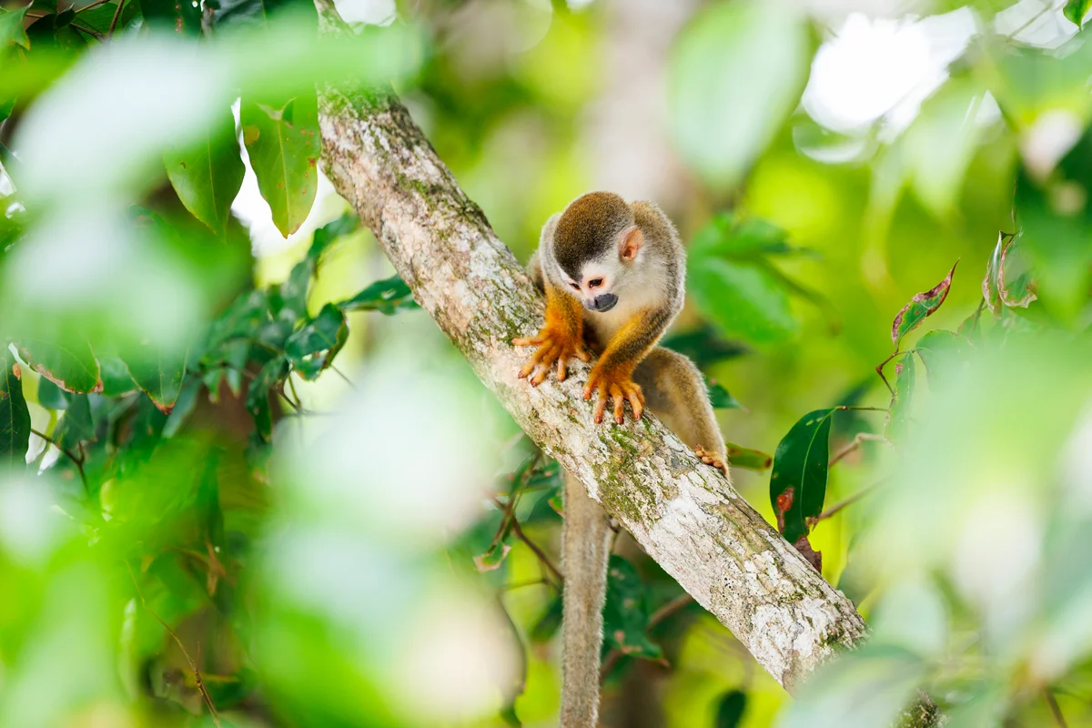 Squirrel monkey in Manuel Antonio National Park in Costa Rica