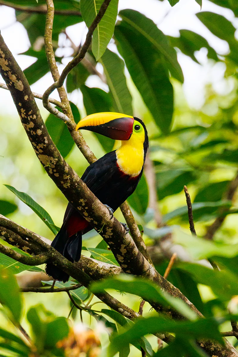 Yellow-throated Toucan Costa Rica