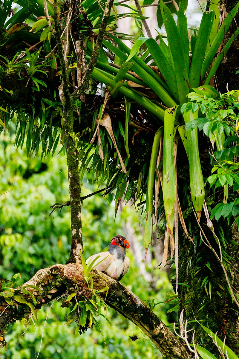 King Vulture Costa Rica