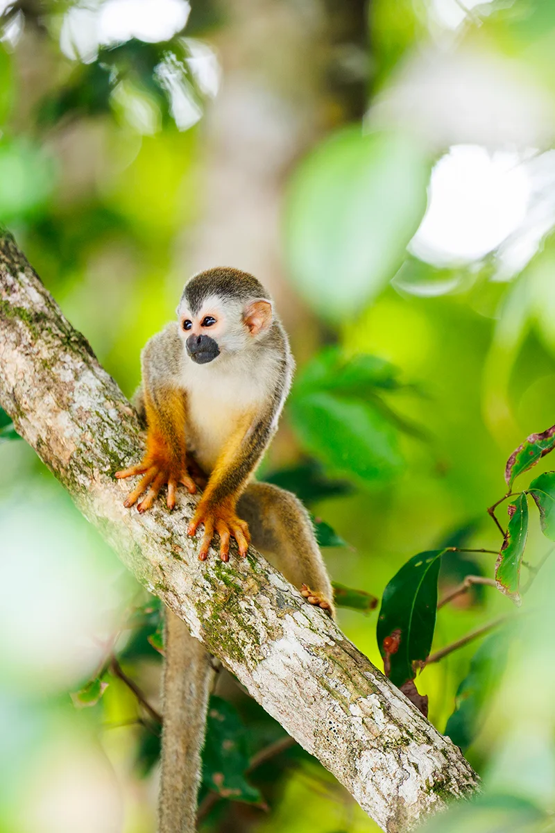 Squirrel monkey Manuel Antonio Costa Rica