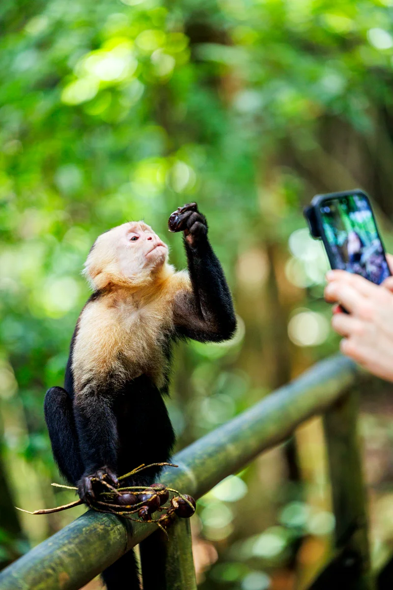 Capuchin monkey in Manuel Antonio National Park