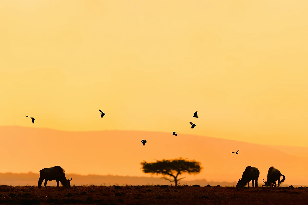 Stunning sunrise over the vast plains of Masai Mara in Kenya with golden light illuminating the savannah