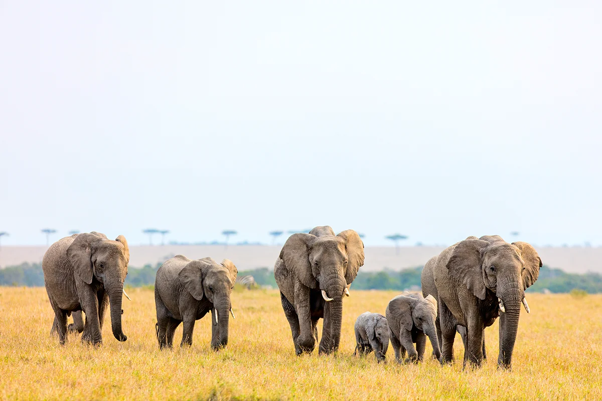 Herd of elephants during a wildlife safari in Masai Mara in Kenya