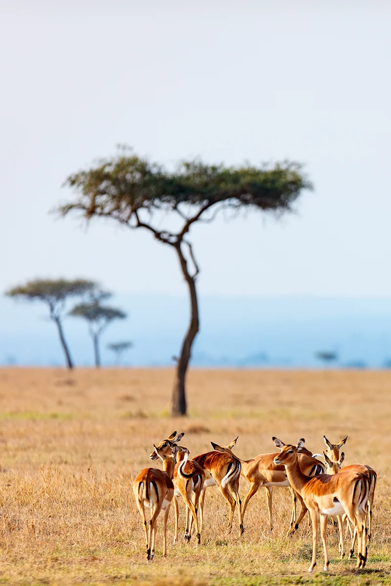 Group of impalas during wildlife safari in Masa Mara Kenya