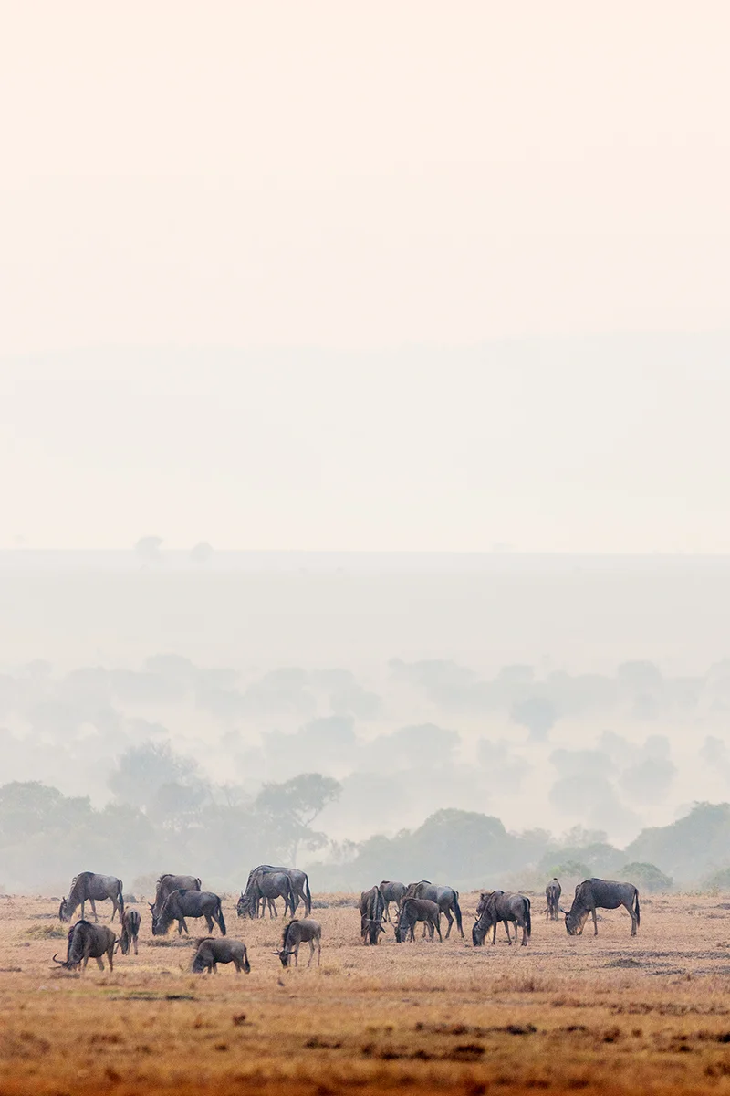 Vast herd of wildebeests migrating across the grasslands of Masai Mara National Reserve in Kenya