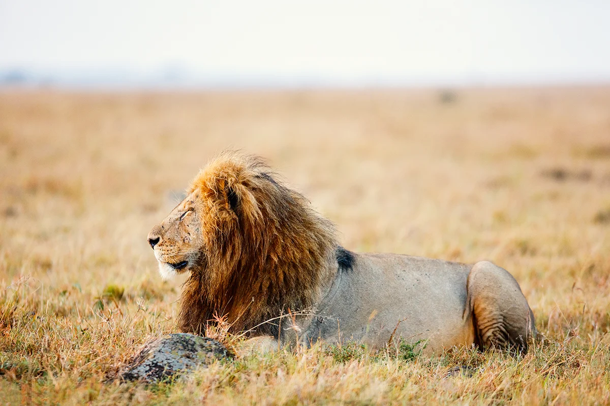Lion resting in the grasslands during a safari in Masai Mara, Kenya