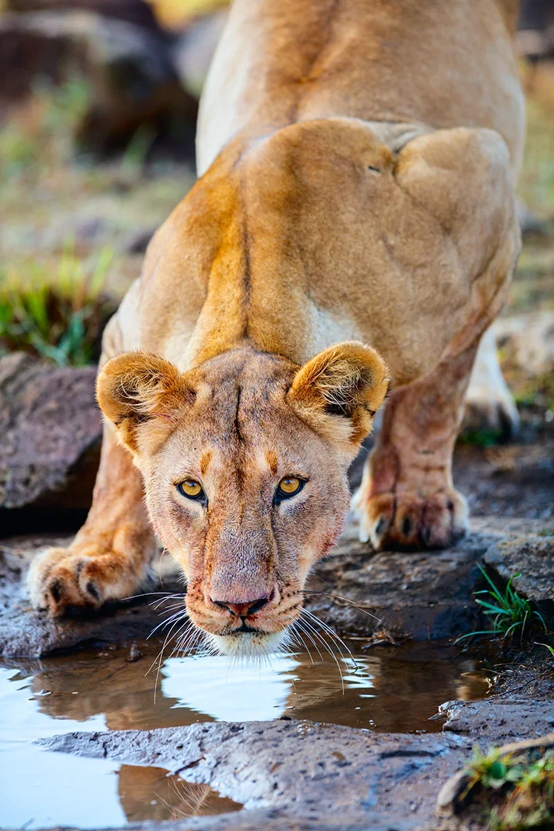 Lioness drinking water from a puddle during a safari in Masai Mara Kenya