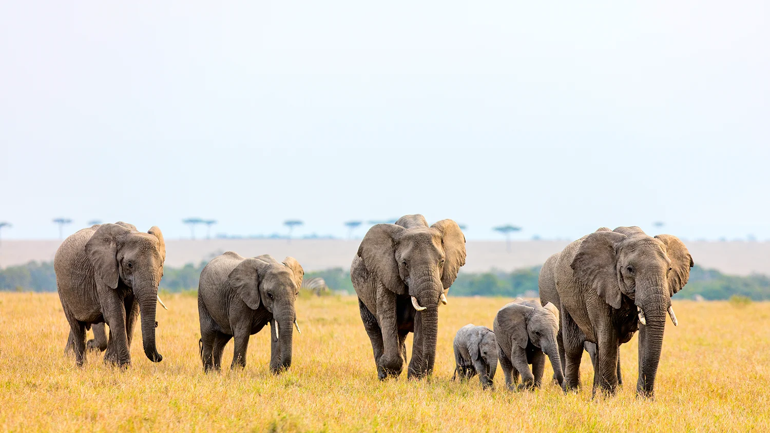 Kenya Safari & Beach Itinerary: The Perfect 2-Week Route