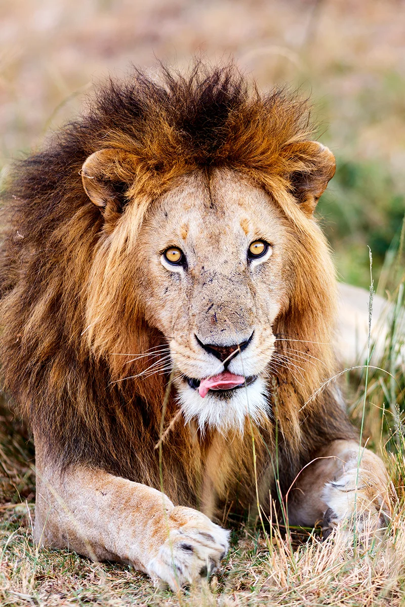 Lion resting in the grasslands during a safari in Masai Mara, Kenya