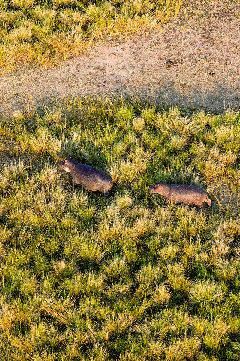 Hippos grazing on land viewed from a hot air balloon safari in Masai Mara Kenya