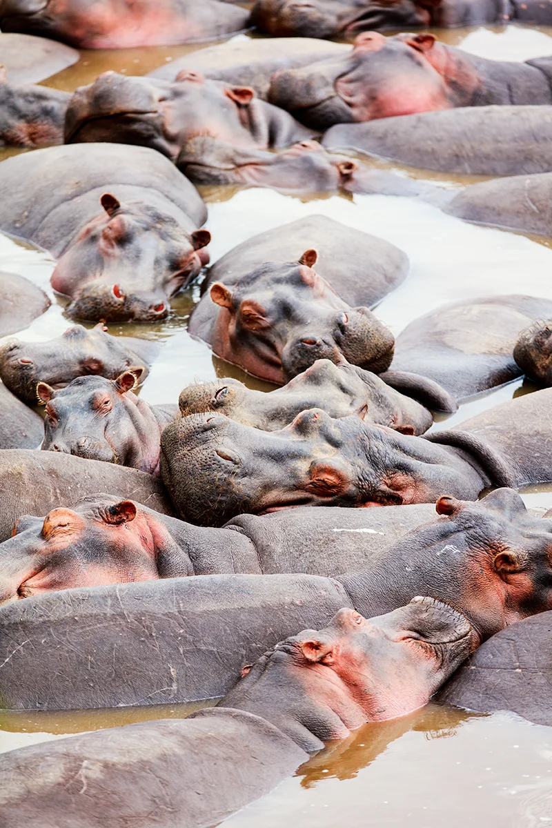 Hippos lounging in a river during a safari in Masai Mara