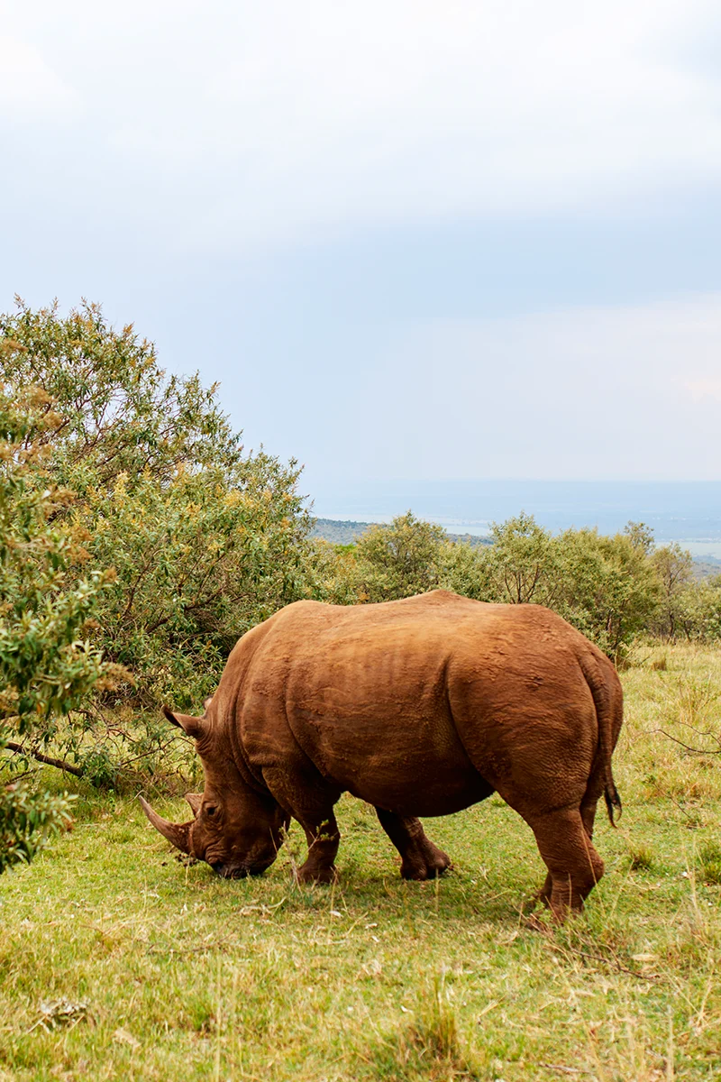 White rhino in Masai Mara in Kenya