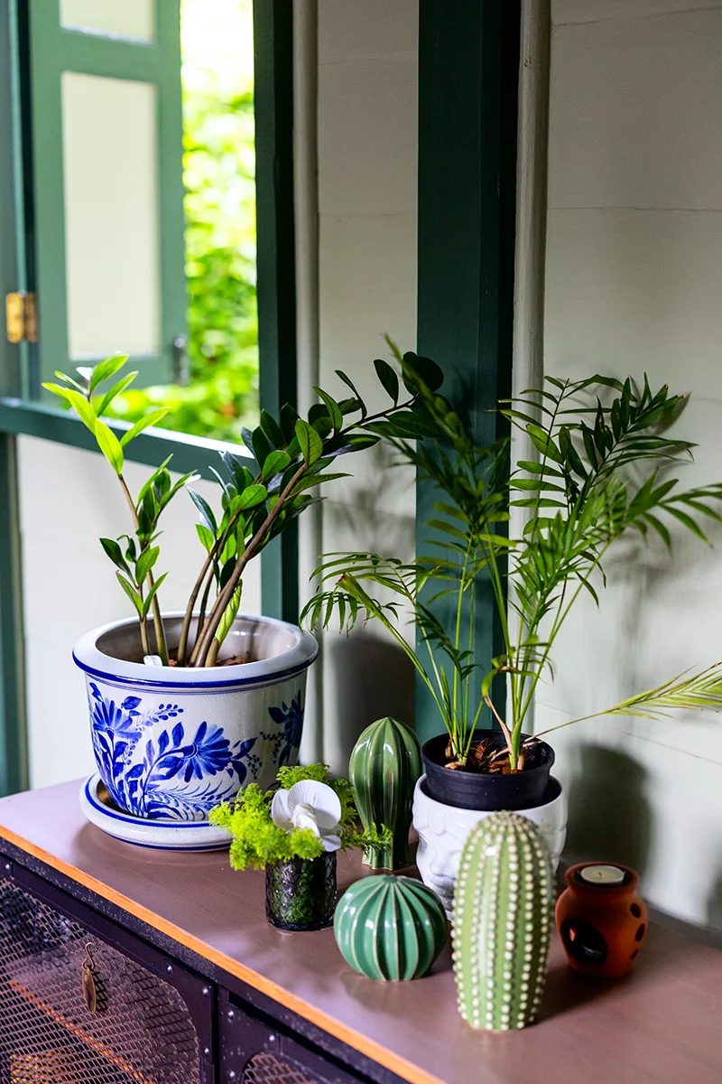 Indoor plants in decorative pots