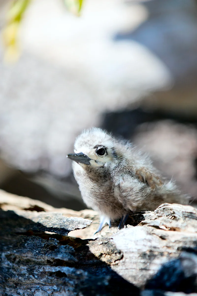 White tern chick French Polynesia