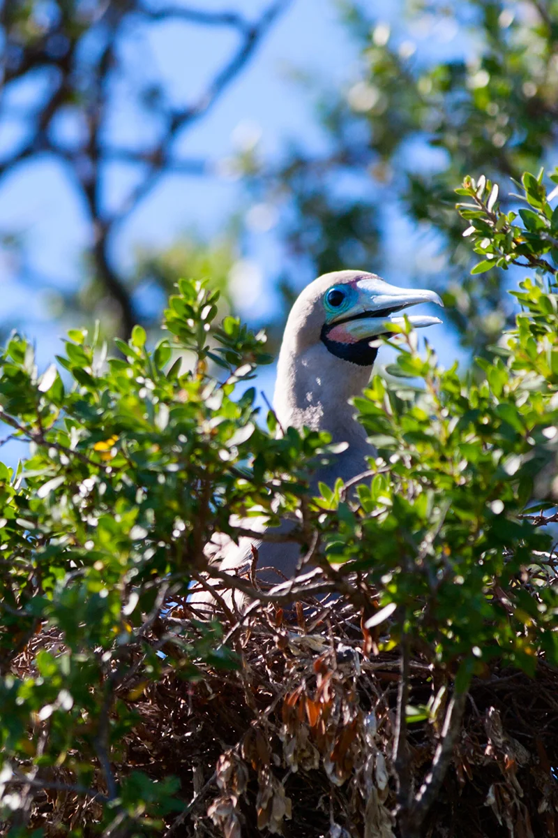 Red-footed Booby French Polynesia