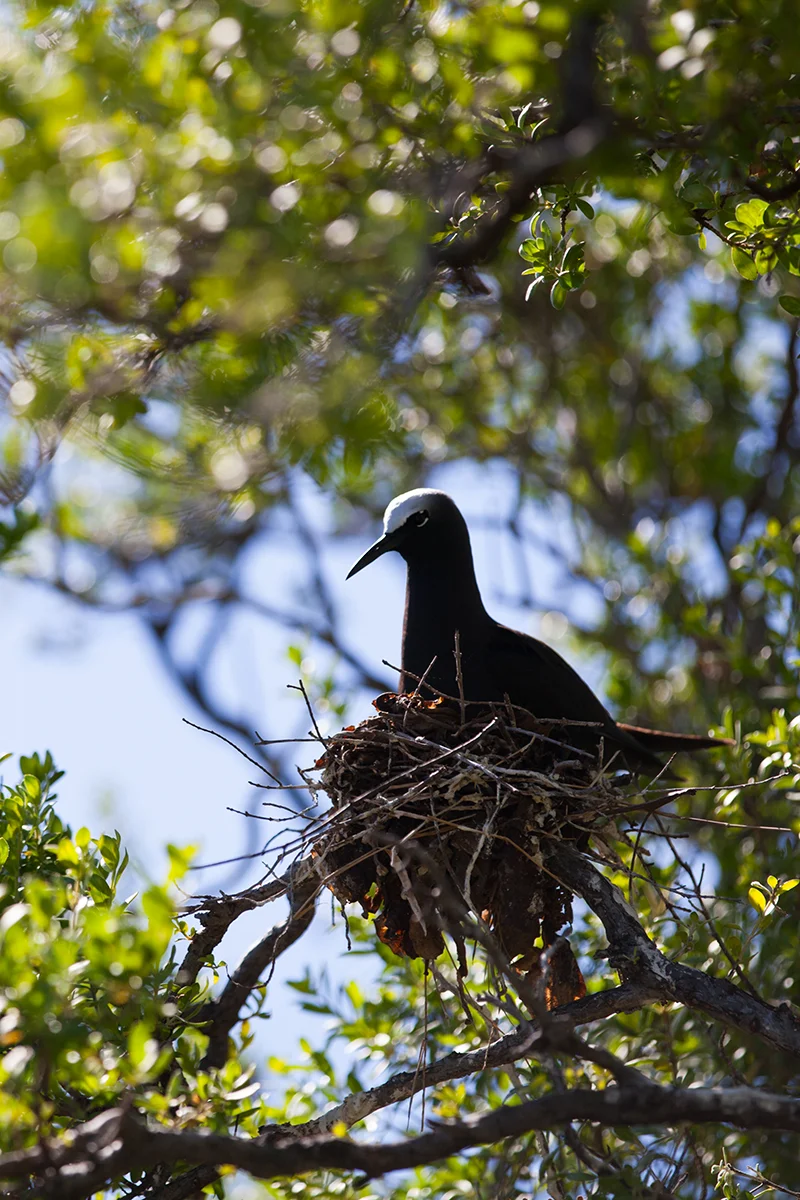 Black Noddy French Polynesia