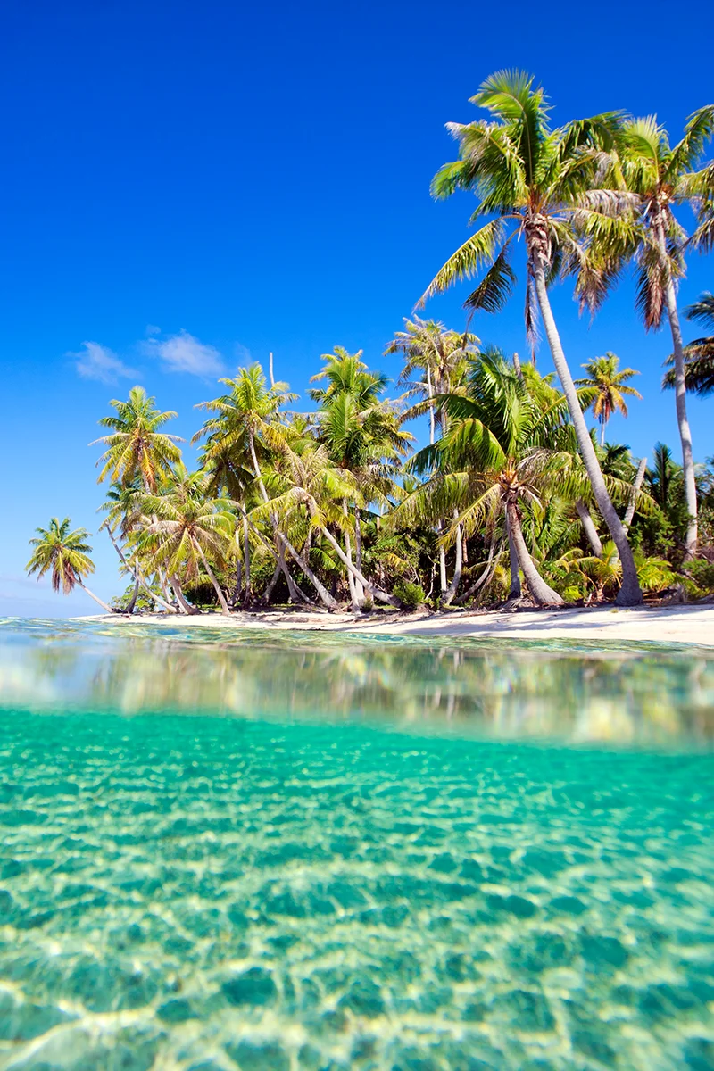 Ninamu resort beach lined with coconut palms