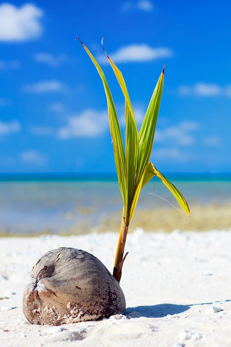 Wild coconut at beach in French Polynesia