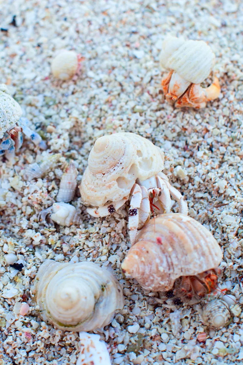 Hermit crabs