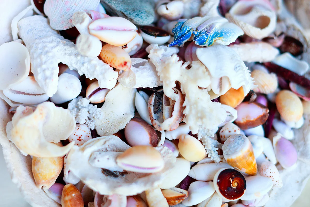 Corals and shells