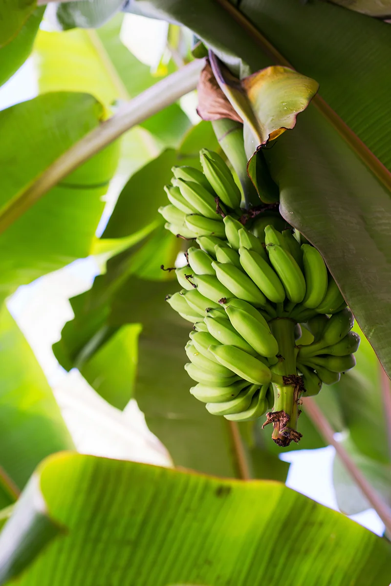 Banana plant
