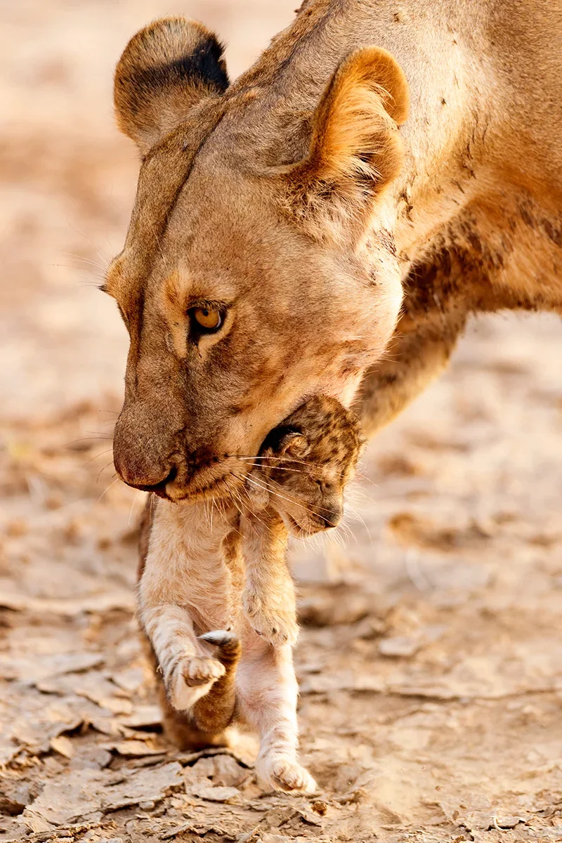 Lioness carrying her tiny cub in her mouth during a safari drive in Samburu National Reserve, Kenya
