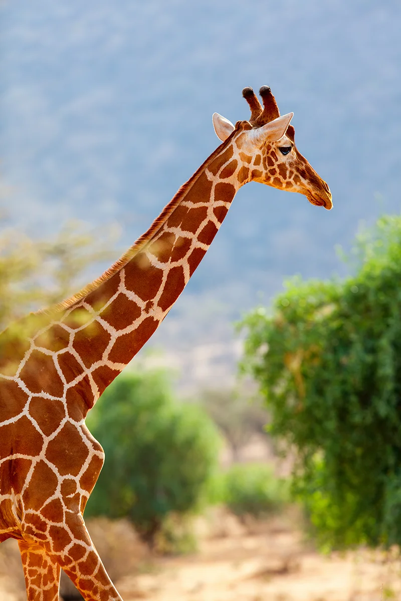 Reticulated giraffe, one of the Samburu Special Five, during a safari in Kenya
